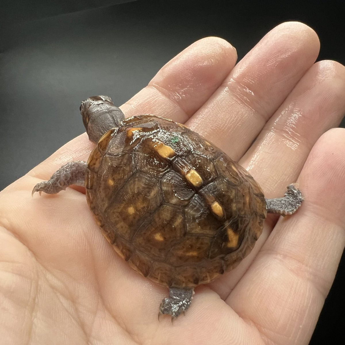 tito (@34_wgnc) / Posts / X