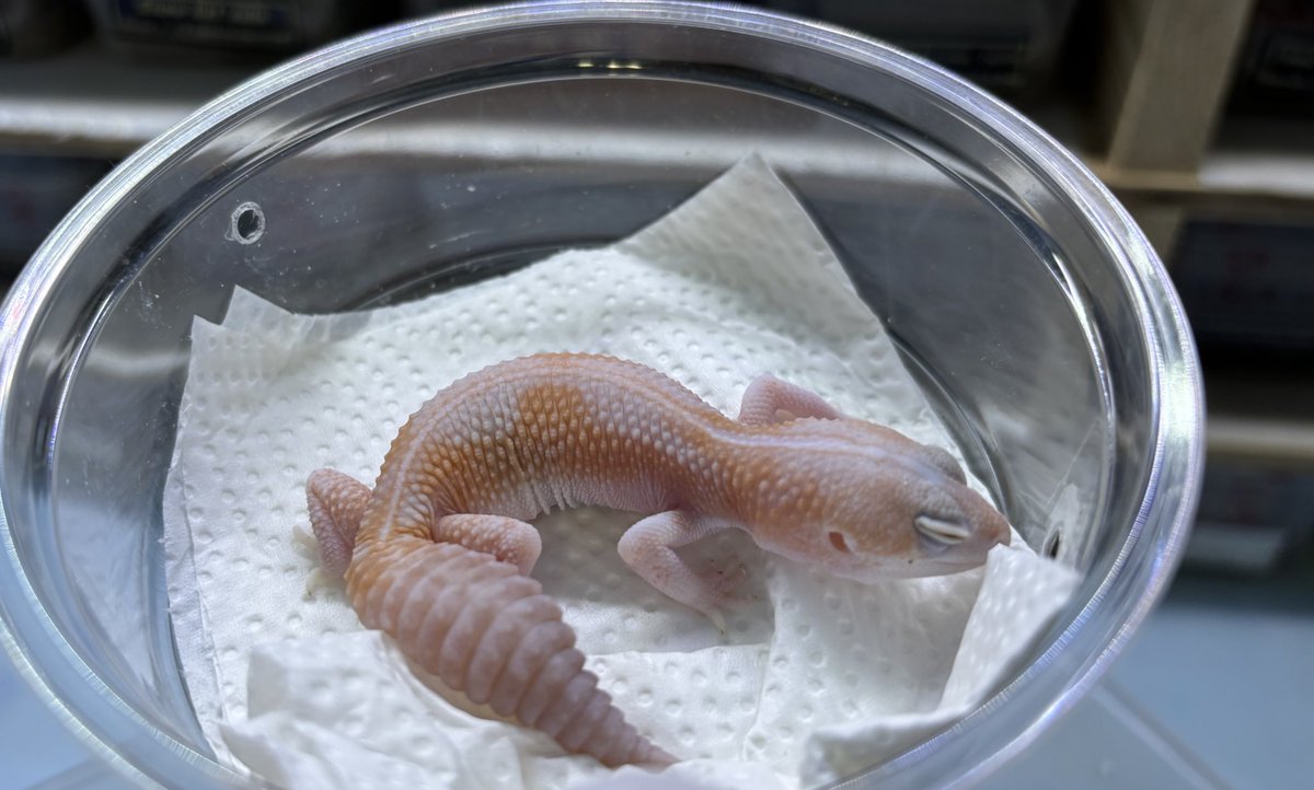 Gecko Jr.｜ニシアフ専門ブリーダー（大阪） (@GeckoJr1) / Posts / X