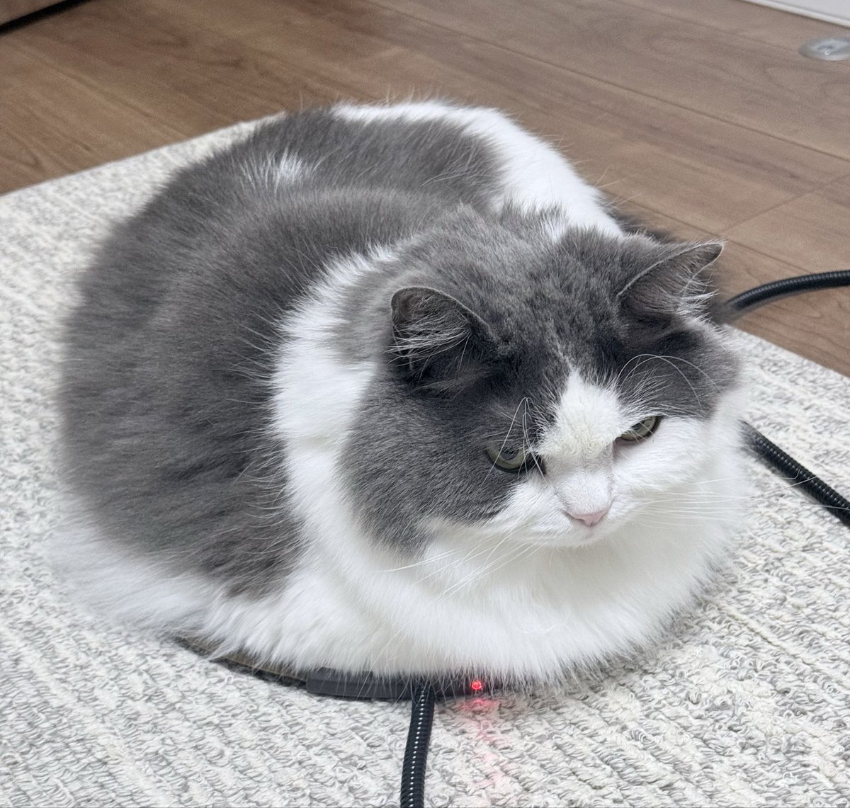 Post by かわいい猫ちゃん on X: 充電 Post by かわいい猫ちゃん on X: 充電