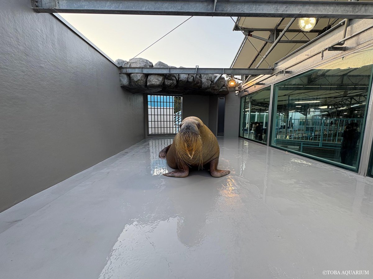 鳥羽水族館（TOBA AQUARIUM） (@TOBA_AQUARIUM) / Posts / X