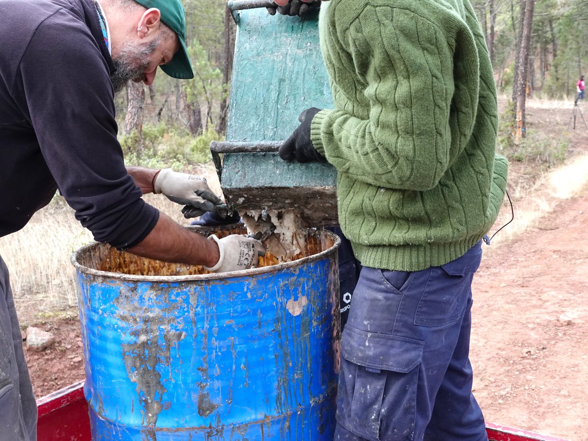 Rewilding Spain Oficial tweet media