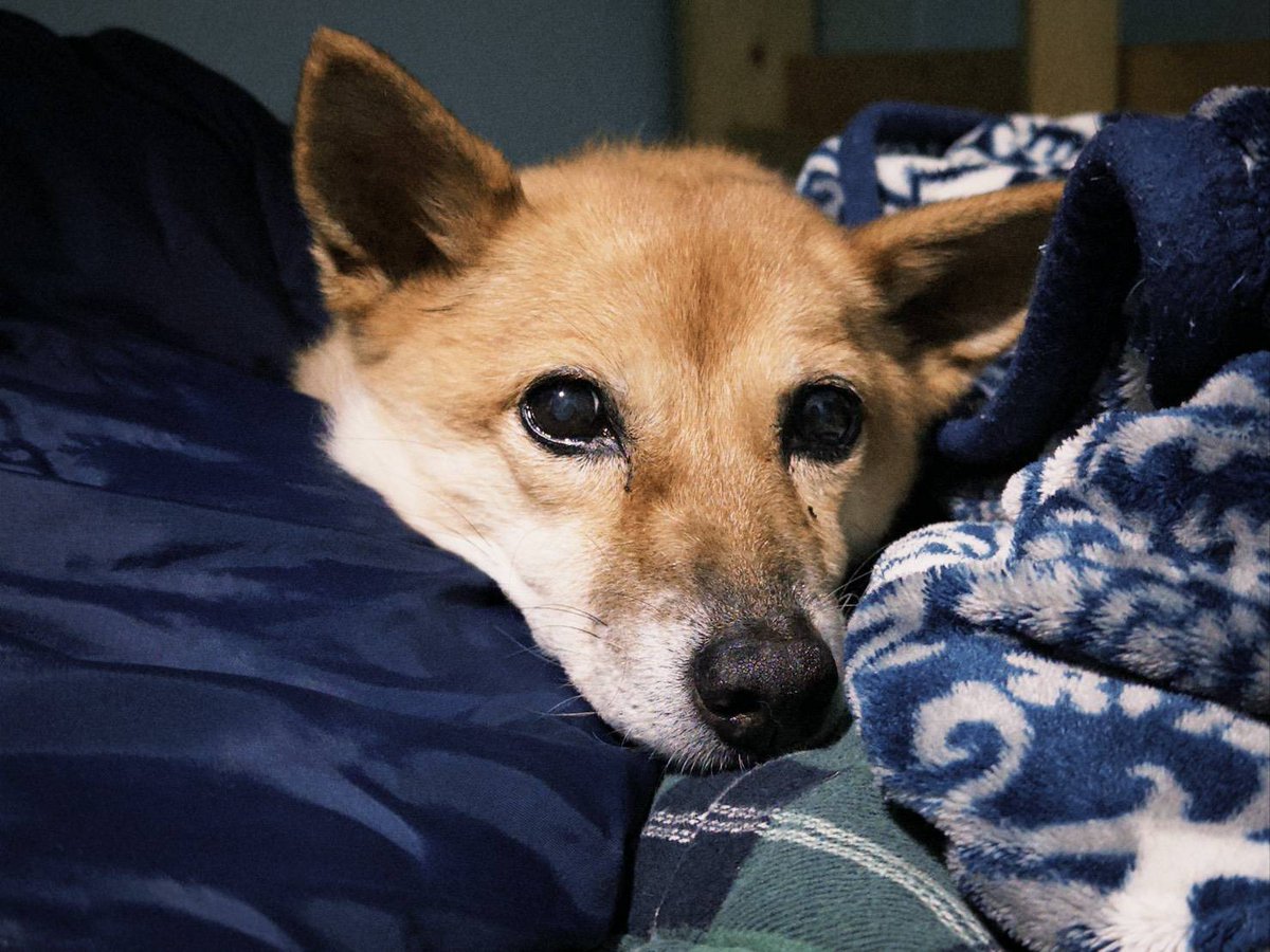 伊洛斯澄林(Chenglin‧Aeglos) tweet media