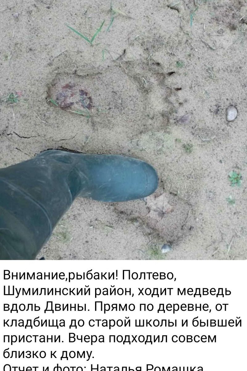 Говорят косолапый ходит где-то рядо