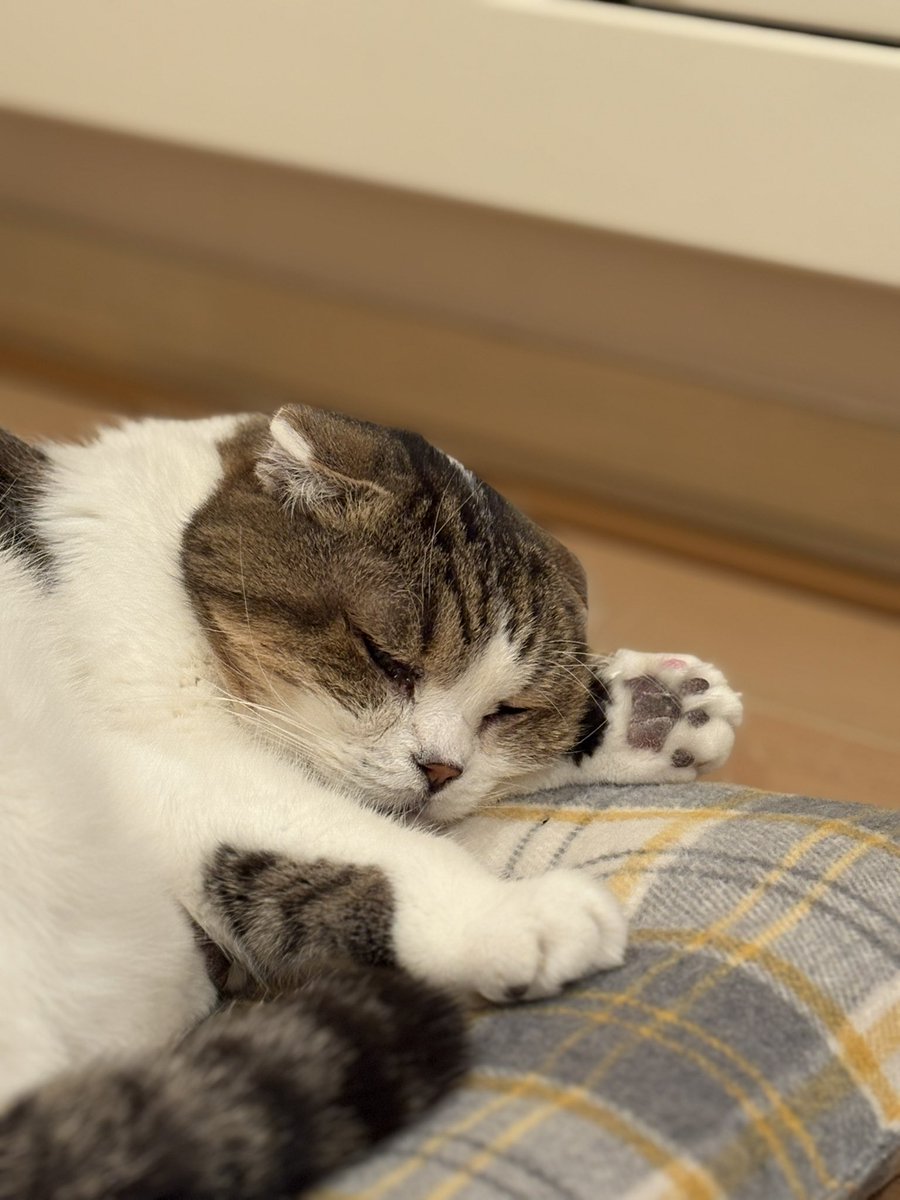 どんぐり tweet media