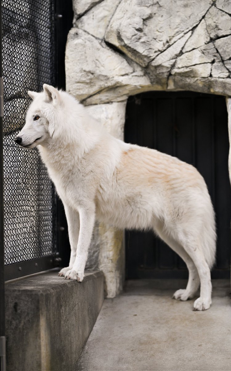 そうそう!! SNSはオオカミ見てればいいよ