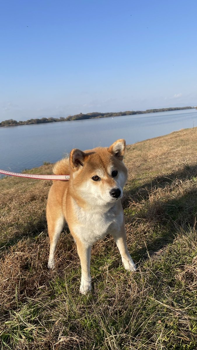 柴犬のすずちゃん (ウグウグッ) (@_GB350S) / Posts / X