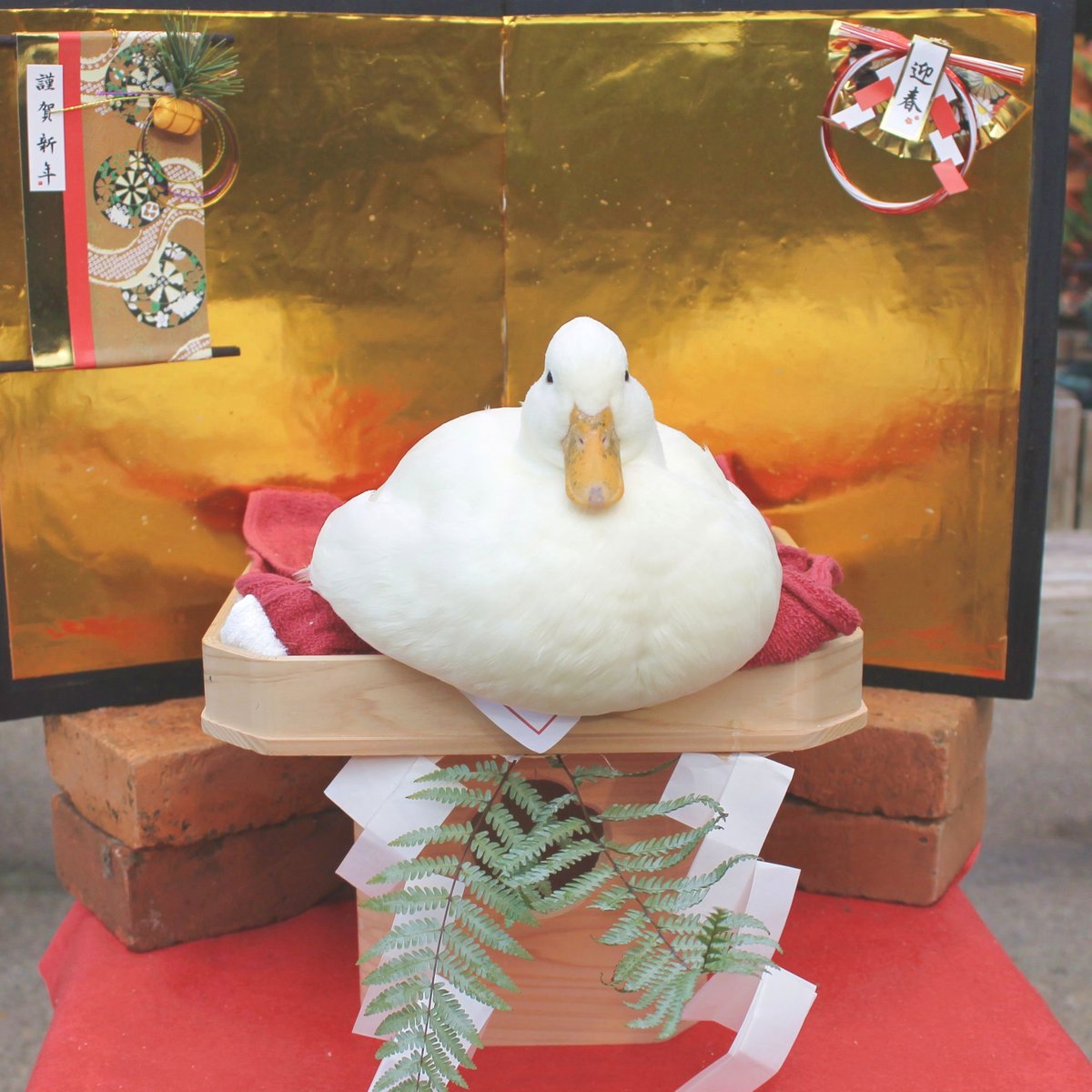 鳥のお餅選手権 ちゃんと2段重ねになることもできます。 #鏡もち