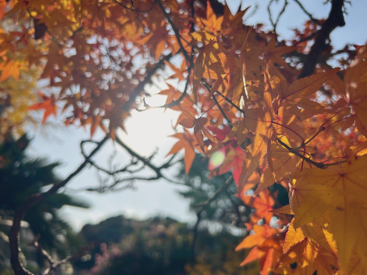 #キリトリセカイ #紅葉
#写真好きと繋がりたい
#写真撮ってる人と繫がりたい