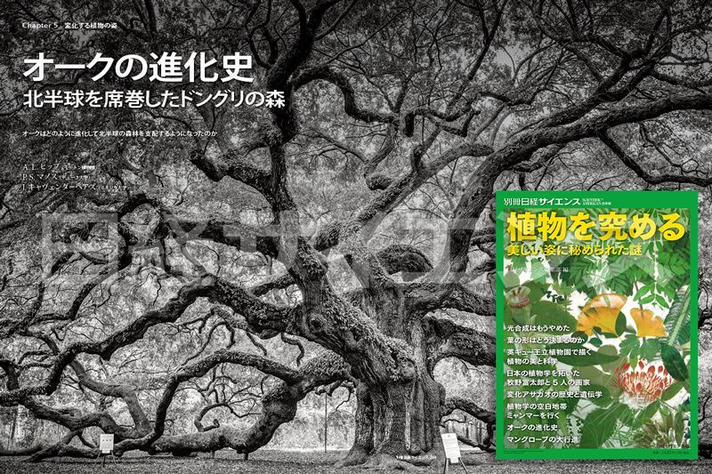 オークの進化史 北半球を席巻したドングリの森」 オークは過去5600万年