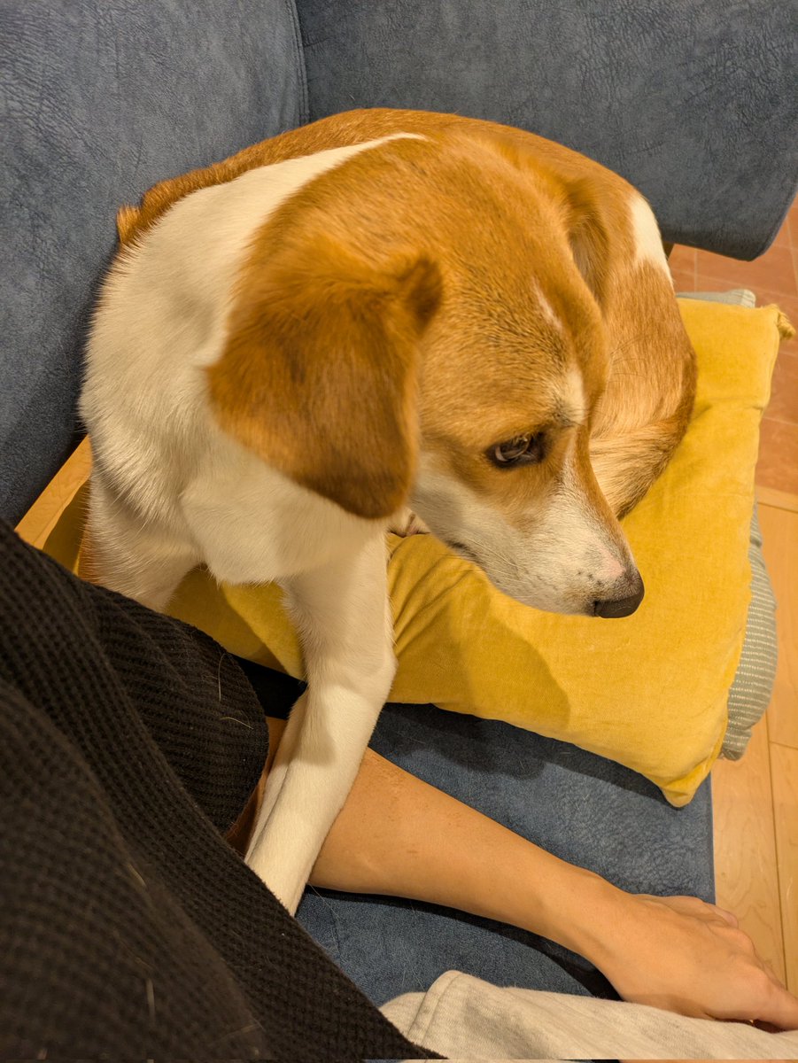 よものんあん母 (@chobikuro311) / Posts / X