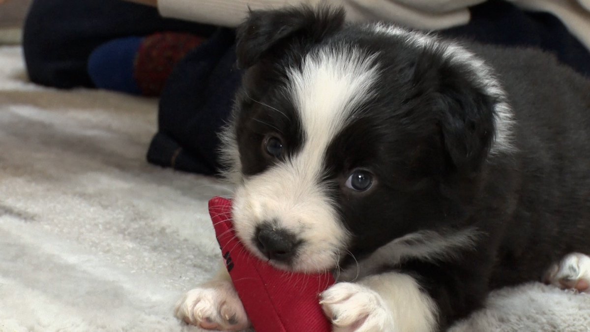 #嗚呼みんなの動物園 4️⃣時間SPの
場面カットをちょい見せ👀💕

放送は12/27(土)です！

続報をお待ちください🐶

#相葉雅紀