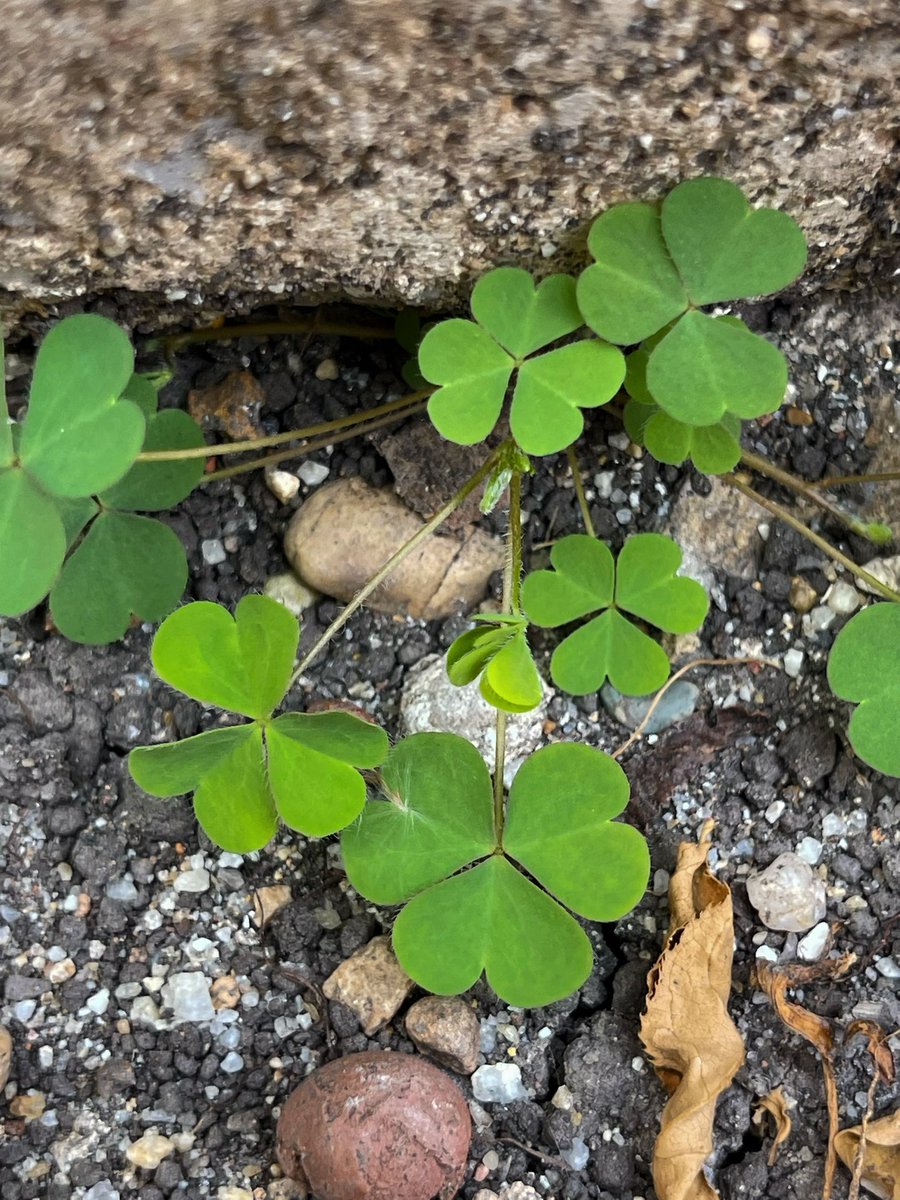 (☘️) เจอที่บ้าน ใช่ใบโคลเวอร์ 3 แฉกใช่มั้ยน้า 🫶🏻