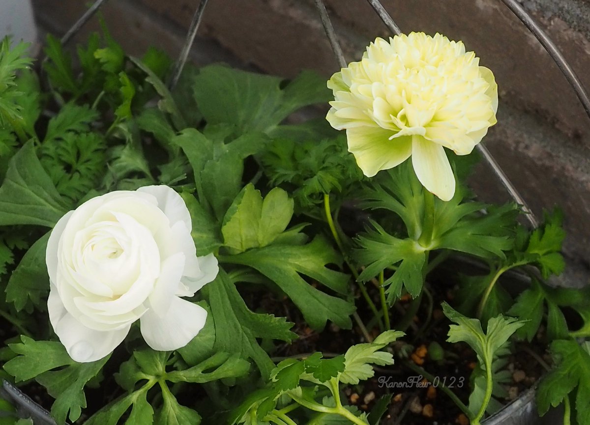 趣味の園芸コミュニティ Community on X - 85 Members