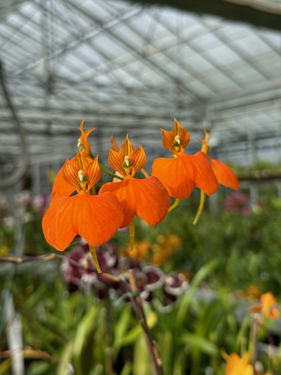 I continues to challenge so here is Comparettia ignea. Originally from Colombia this delights visitors each year with its orange blooms. What orchids do you have with I in the name? 🌿

#orchids #orquídeas #nature #conservation #orchidalphabet🌱