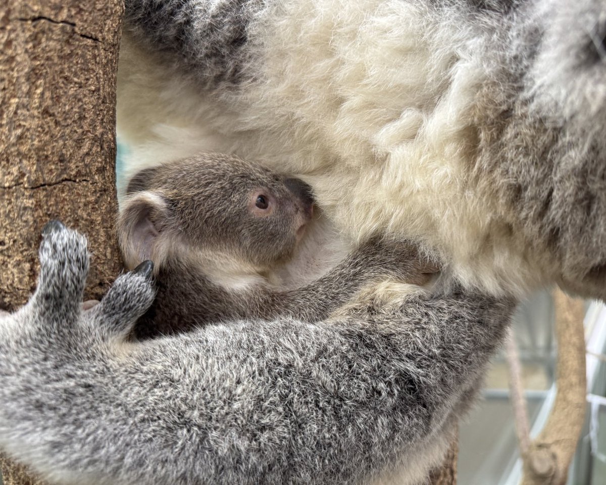コアラの赤ちゃん、はじめまして 🐨】 12月8日(月)に平川動物公園で