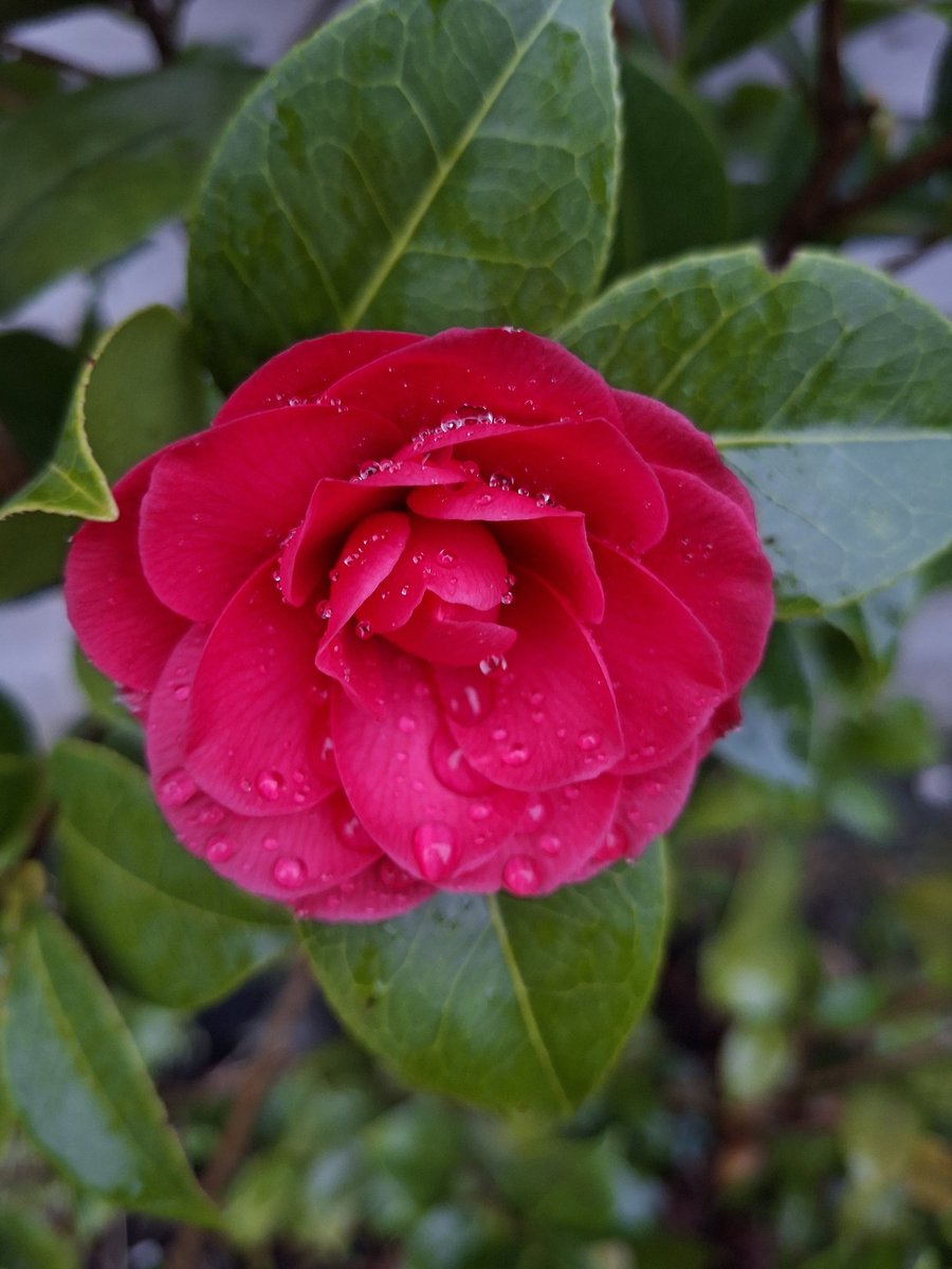 Goedemorgen
De Camelia identificeert zich als kerstroos dit jaar #beetjevroeg