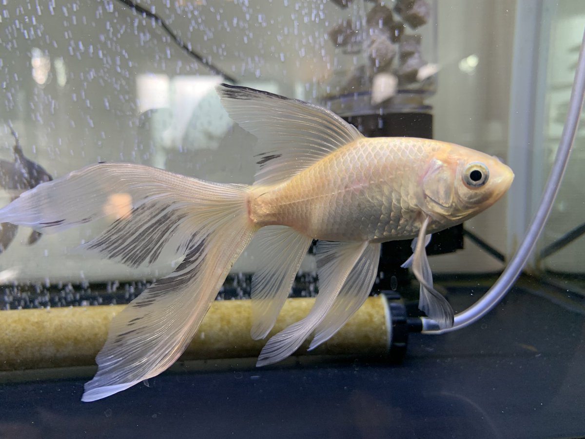 kedama00_2's tweet photo. 11月下旬、土浦でお迎えしてきたすごくスタイルが好みの鉄魚。うちには黒めの子が多かったから明るい子を…！
て思ってたけど、、いや、おや？なんか黒が広がってきたかも…？
でも…形がかっこいいからいいか…
もし色変わるなら、楽しみや！
#鉄魚 https://t.co/lGNWK9kRzl