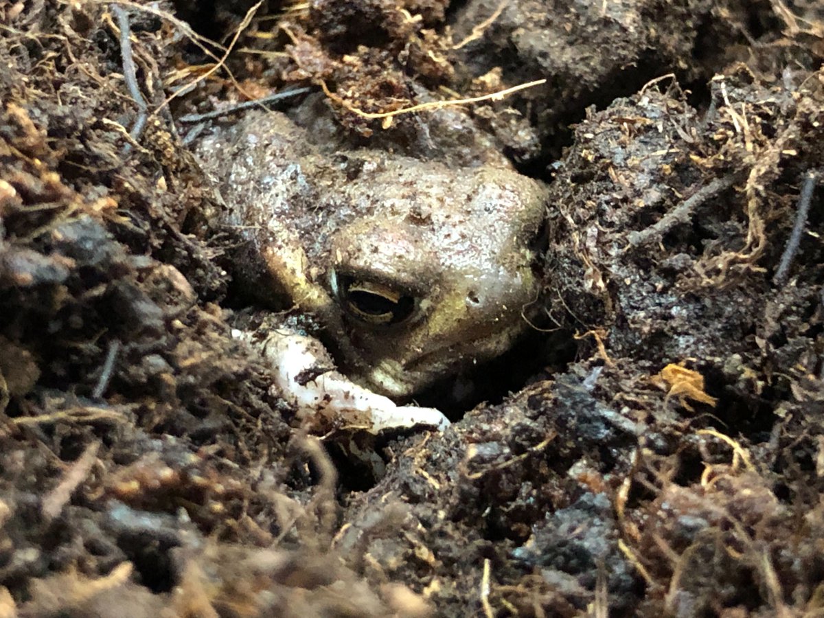 charm_reptiles's tweet photo. 大人気の大福カエル🐸
＃アメフクラガエル　が入荷しました！
大福に手足が生えたようなまんまるボディで
ファン急増中です🥰

＃チャーム両生類　＃アメフクラガエル
＃Breviceps ＃adspersus https://t.co/GJgfVjyfEj