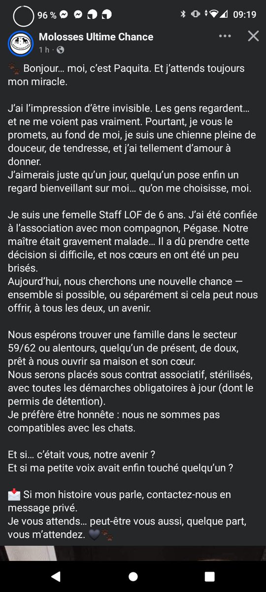 La magnifique Pakita recherche toujours une famille en or dans le Nord Pas de Calais ou départements limitrophes ⚠️🚨 Molosses Ultime Chance facebook.com/share/1BdczDXP…