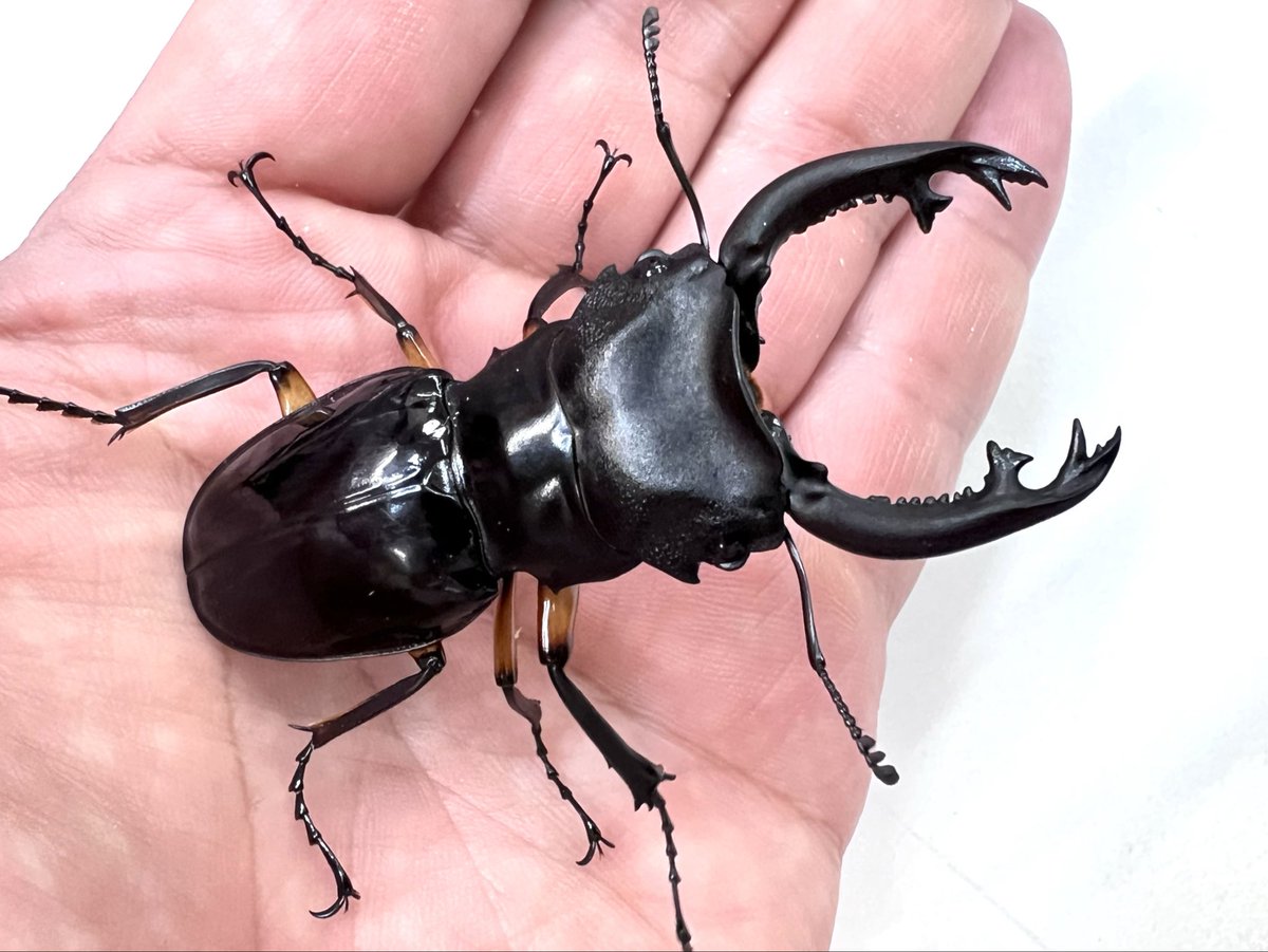 むし社 (@mushi2091) / Posts / X