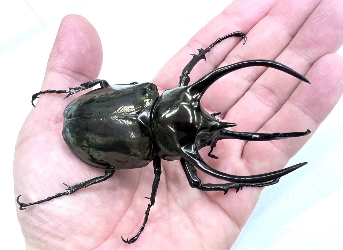 むし社 (@mushi2091) / Posts / X