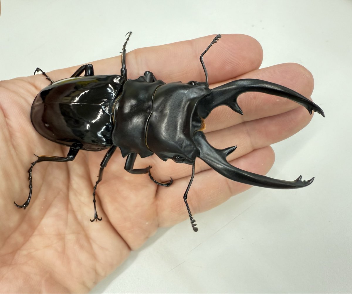 YoshieMuraga✩週末発送 むし社 (@mushi2091) / Posts / X