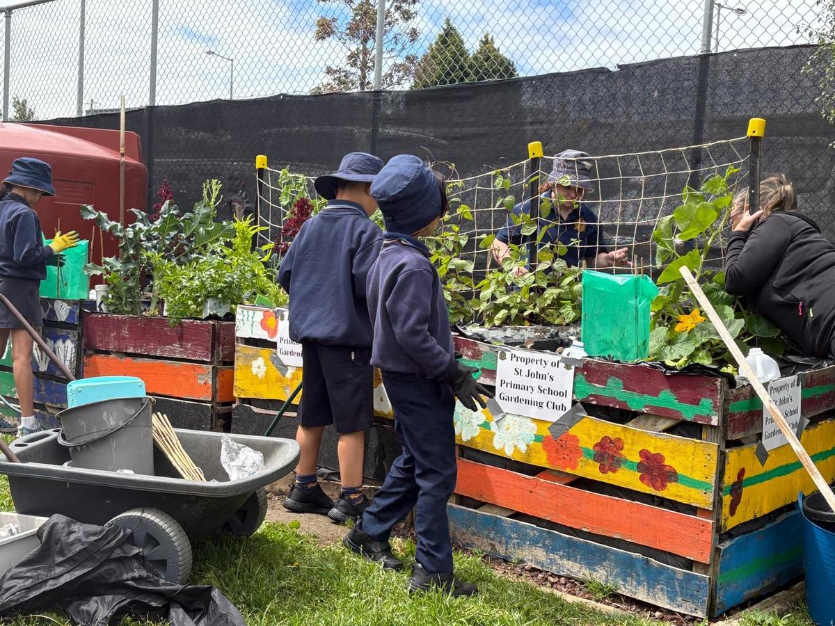Jan and the gardening club continue to meet at lunchtimes on Thursdays. Come on up to the veggie garden and see what’s growing! Everyone is welcome!

#stjohns <a href="/catholicmelb/">Melbourne Catholic</a>