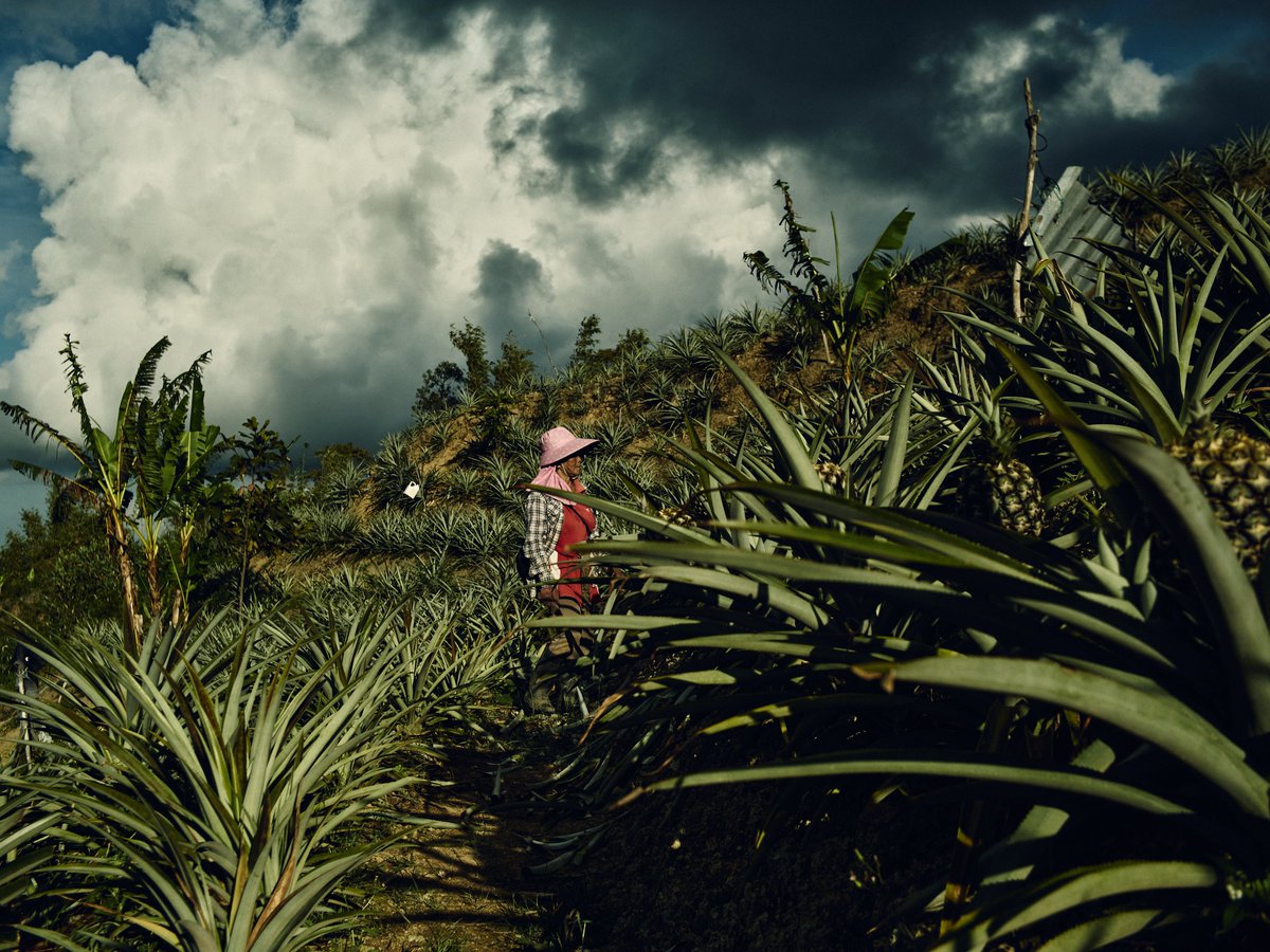 公文健太郎氏の写真展「Dropped Water, Dropped Fruit」好評開催中です。
個展にあわせて制作された同名写真集は、200部限定の大型本です。ぜひこの機会にご覧ください。皆さまのご来場を心よりお待ちしております。 

seeyougallery.com/exhibitions/dr…