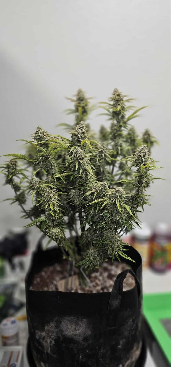 Goodfellas06's tweet photo. First grow ever all off of lotus nutrients and with the help of a friend @lotusnutrients https://t.co/bapfCVLcY0