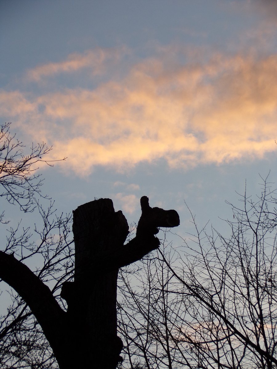 Ma photo insolite du jour... 📸
Un des chênes avait dû être abattu il y a 3 ans, mais j'avais demandé à l'élagueur de laisser le tronc afin  d'y installer une plante grimpante.
Il en est resté une curieuse structure.
Un animal ? Un personnage avec 1 doigt pointé vers le ciel ?🤔