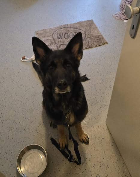 85276 Pfaffenhofen
Kopie: Tierschutzverein Pfaffenhofen und Umgebung e.V.
Diese Hündin wurde gestern Abend um ca. 20Uhr an einem Hydranten auf dem kleinen Parkplatz vorne am Tierheim angebunden gefunden.
Falls sie jemand kennt, bitte bei uns melden, denn aktuell gehen wir davon