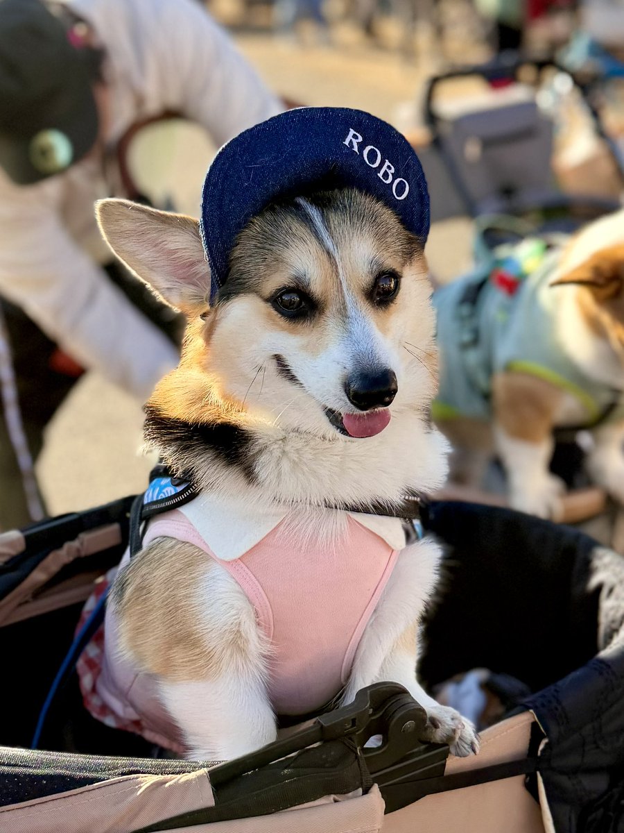 黒コーギーのロボさん (@juntan911rsr) / Posts / X