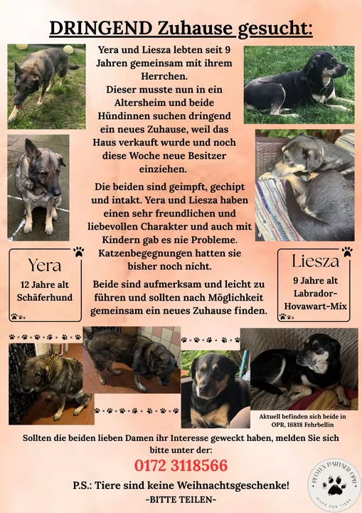 GANZ DRINGEND! ZUHAUSE GESUCHT!