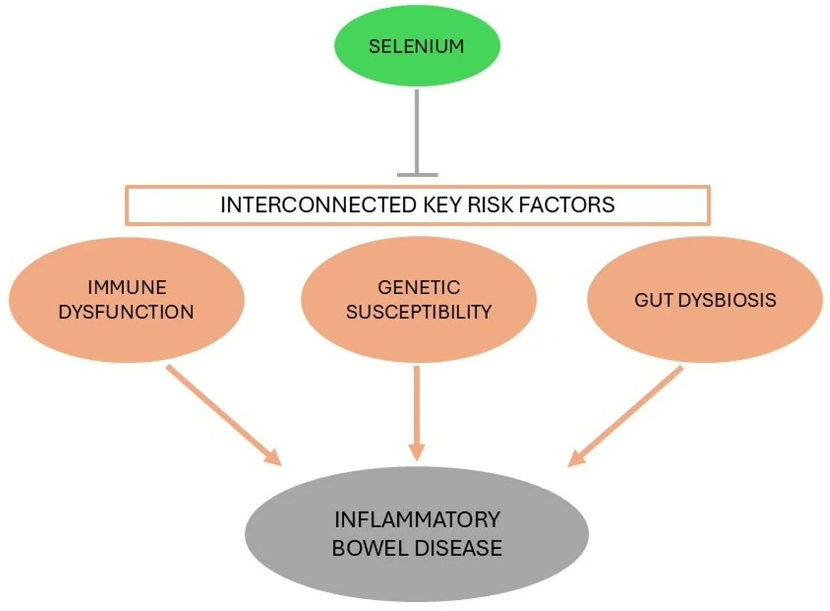 antioxidants_OA's tweet image. 📚 Read our #published Review &quot;#Selenium: A Key Element in #Inflammatory #BowelDisease&quot; by Francesca Gorini and Alessandro Tonacci

🔺 Access the full text at: mdpi.com/2076-3921/14/1…
🔺 Special Issue Open: mdpi.com/journal/antiox…