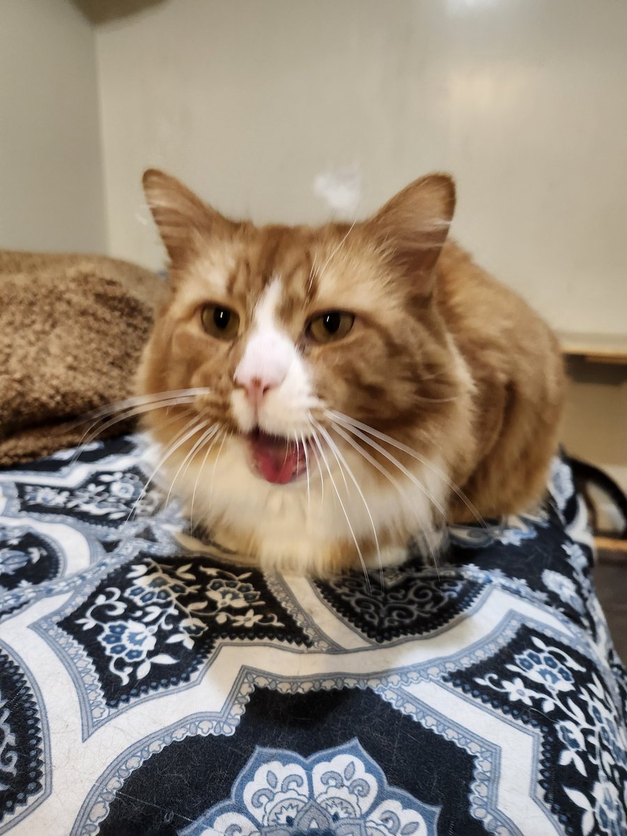 🐈 Ranae 🐈‍⬛ tweet media