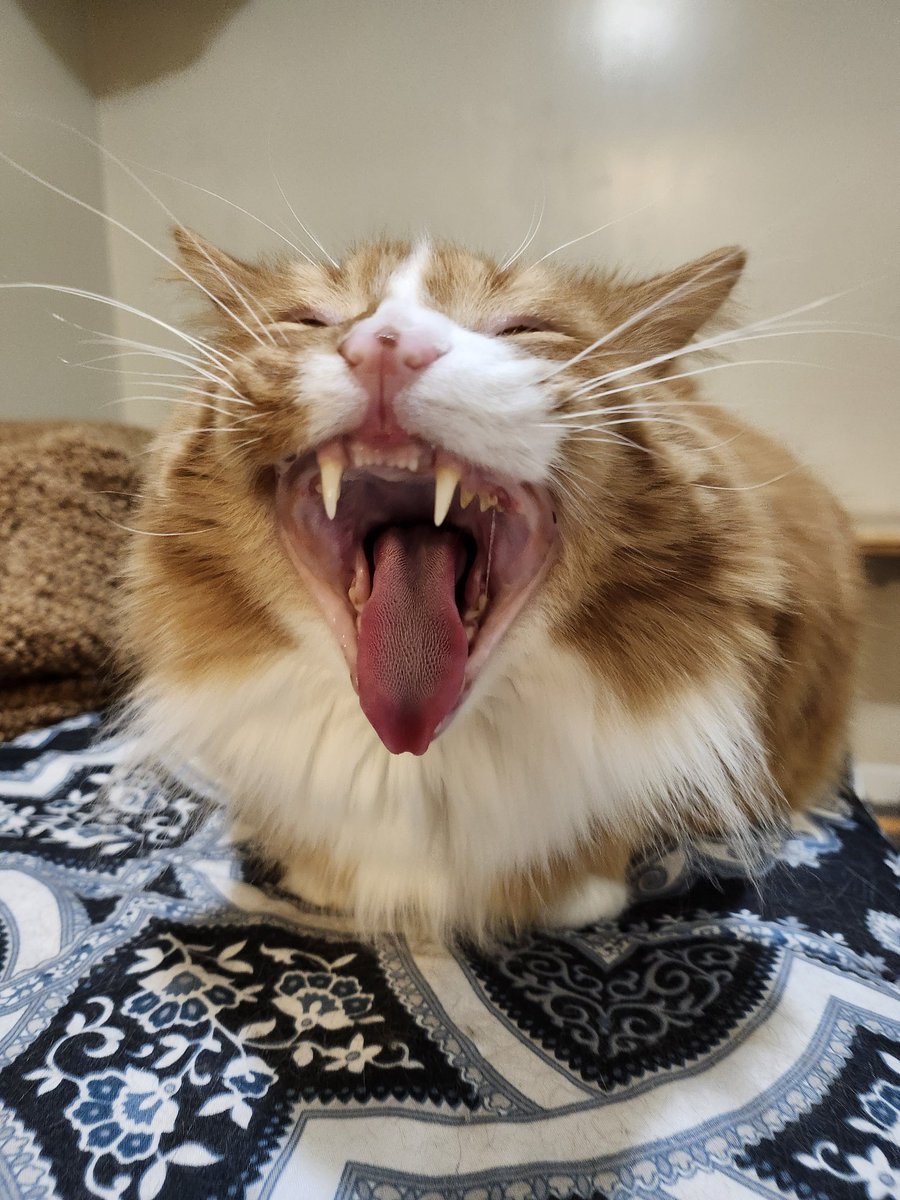 🐈 Ranae 🐈‍⬛ tweet media