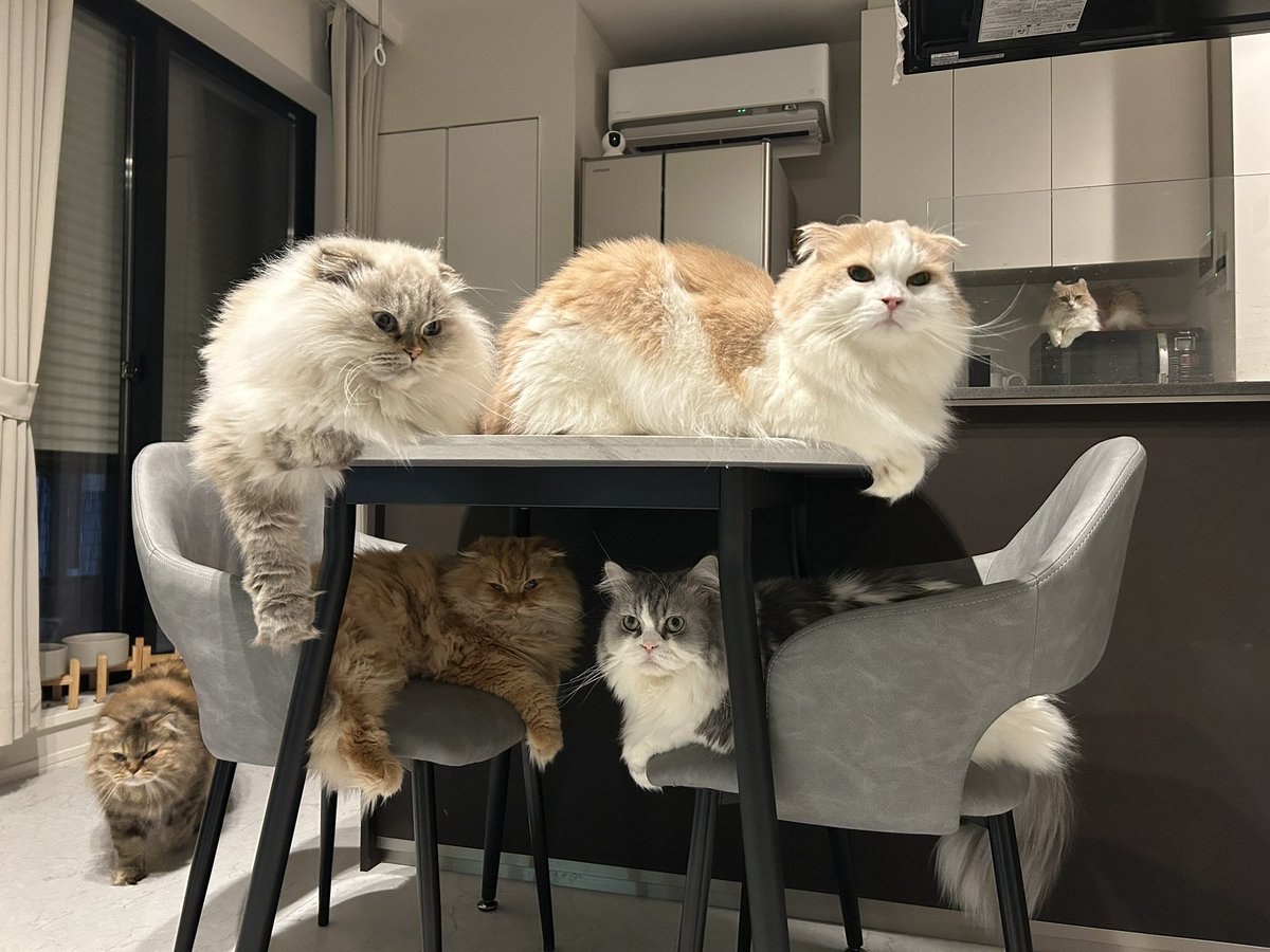 🌰粟谷麦(目鼻人中短縮DT おわり🇰🇷 tweet media