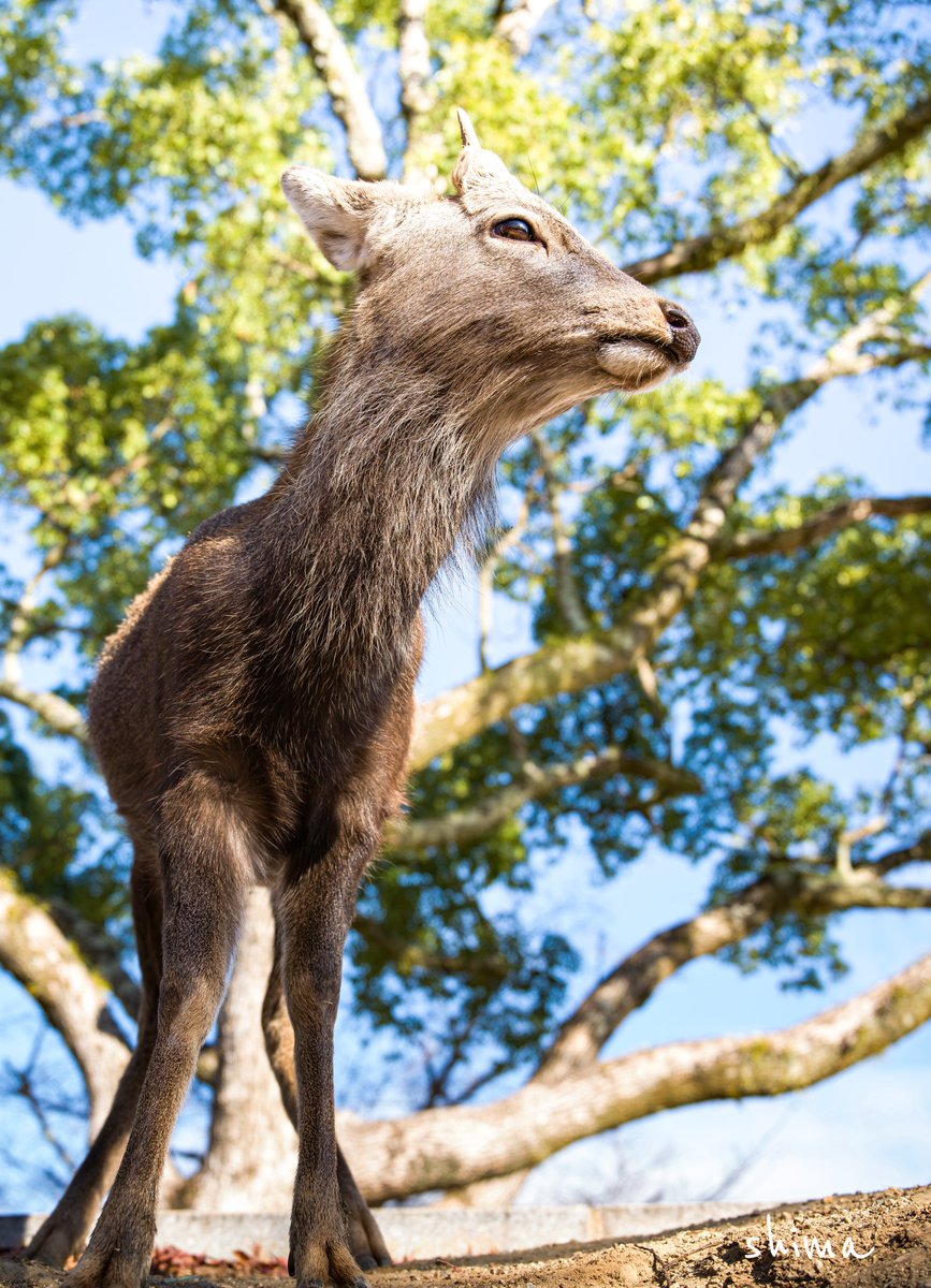 shima (@shima12041204) / Posts / X