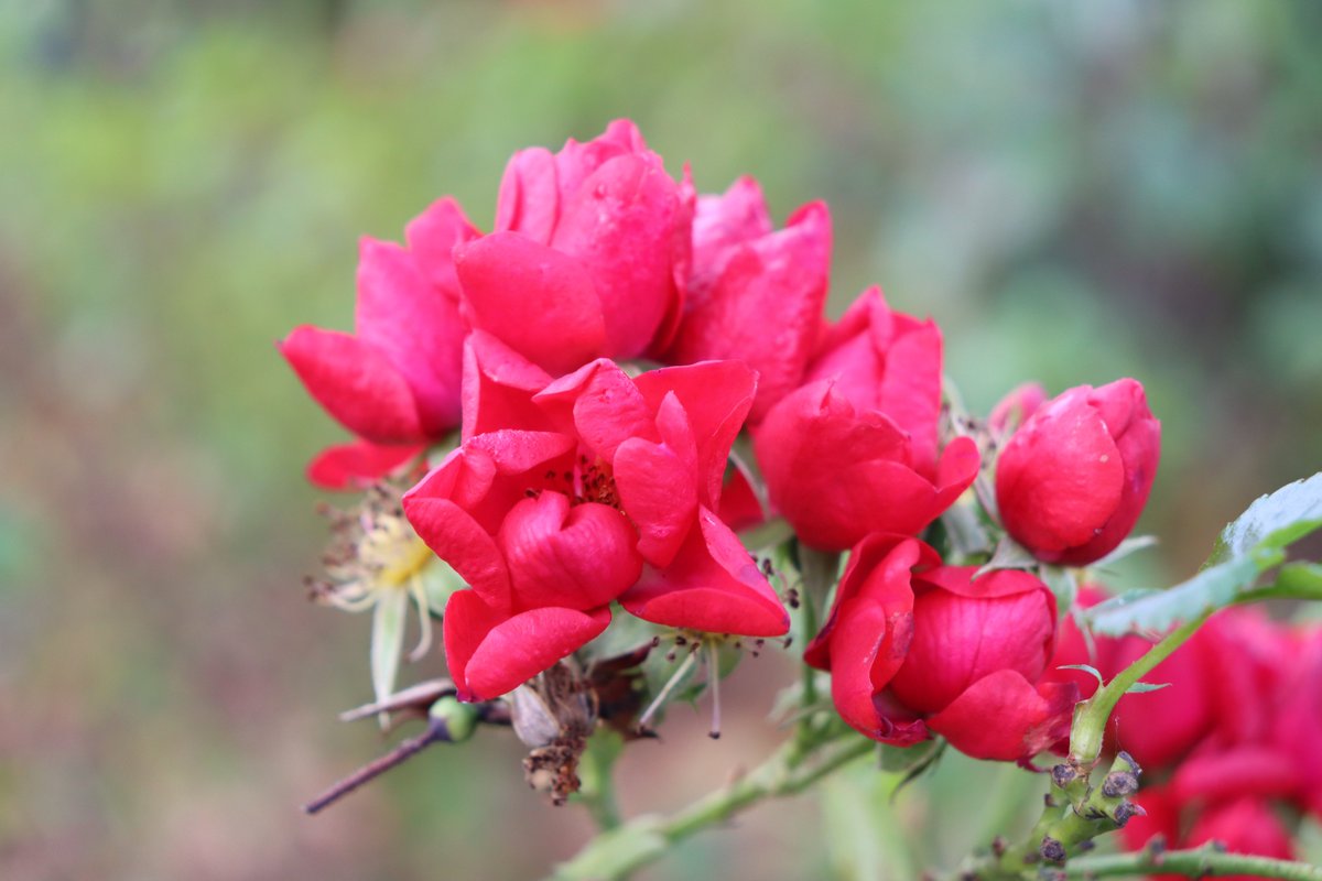 TTNewbridge's tweet photo. Rosa Kesse Lippe
“Loads of Kisses Rose"

Planted in 2016 to mark 20 years of the very successful twinning between #BadLippspringe &amp; #Newbridge with attractive red flowers.

A little of the #Landesgartenschau in #LiffeyLinearPark &amp; the roses are blooming beautifully at present. https://t.co/STNbv2snw0