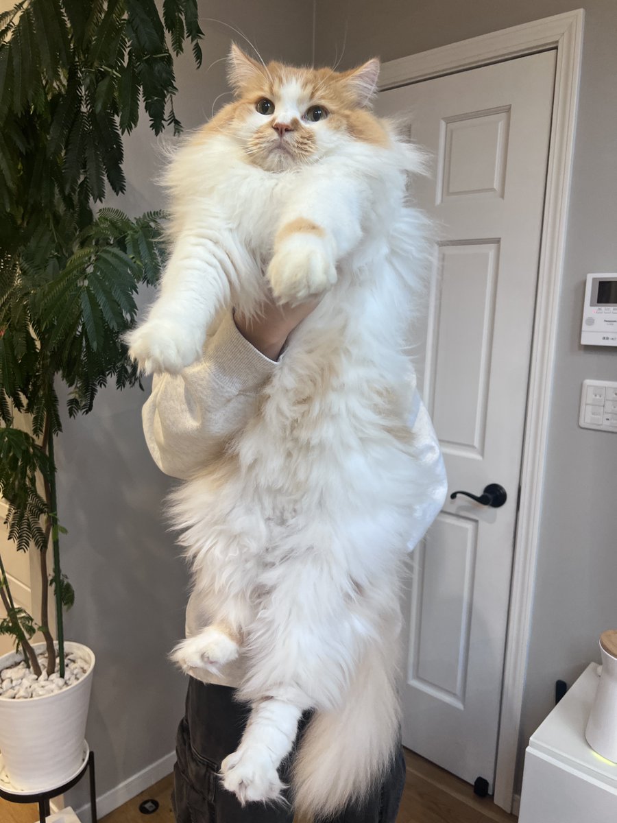 きむらきむ (@kimurakimu96333) / Posts / X