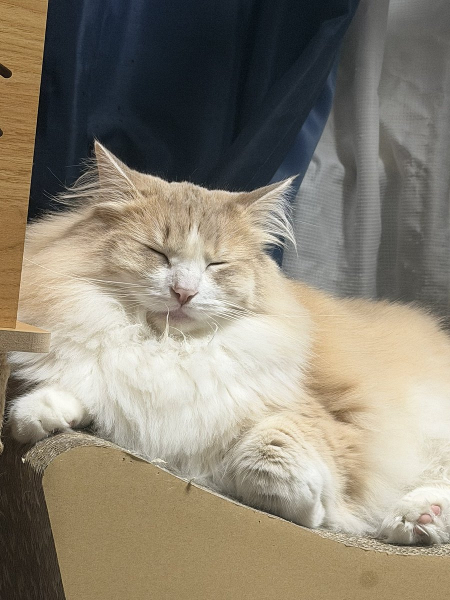 きのぴー きのぴー (@kinokino1230) / Posts / X