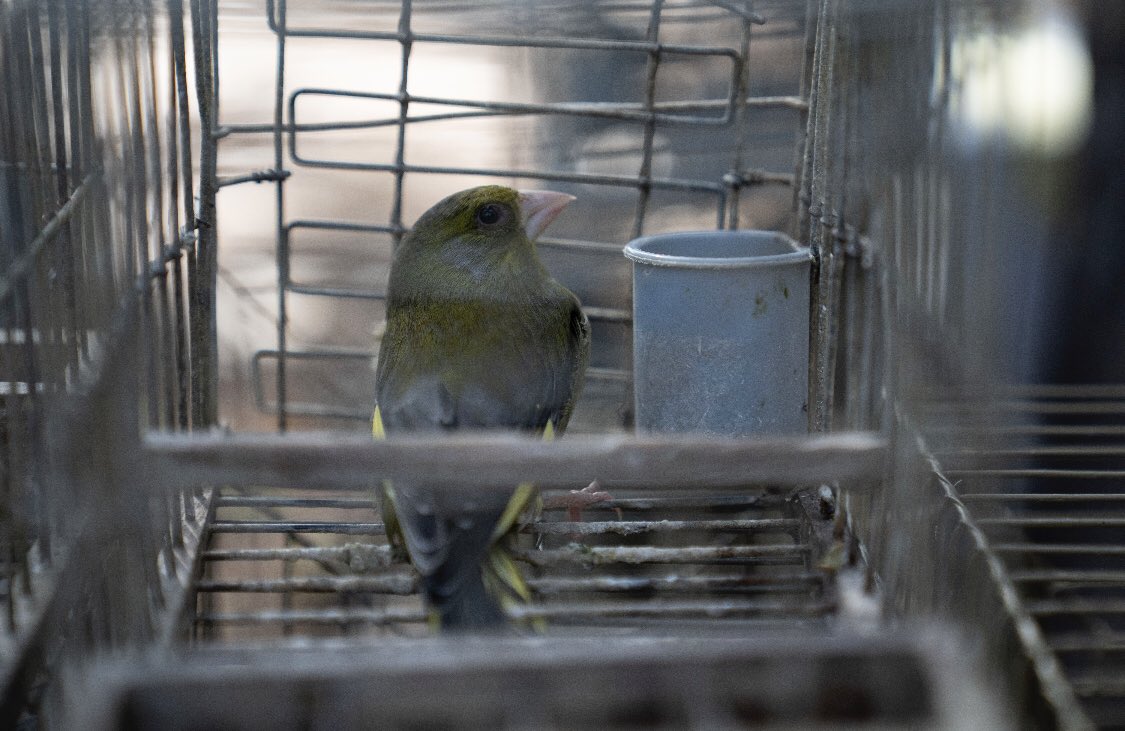 Committee Against Bird Slaughter (CABS) tweet media