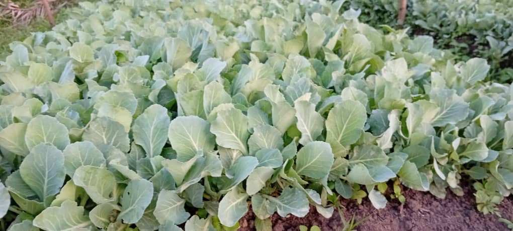 Great! Transplanting our cabbage seedlings on the 14th is the plan. We are ensuring the ground is well-prepared, with good drainage and plenty of organic matter. To give  them adequate spacing for optimal growth.