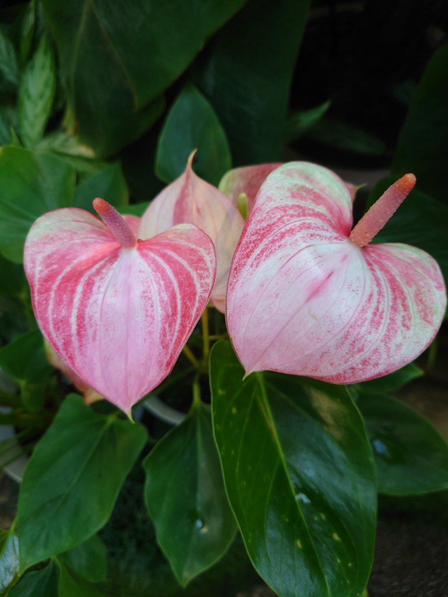 はる🌱HaL plants🌱 (@HaL_plants8284) / Posts / X