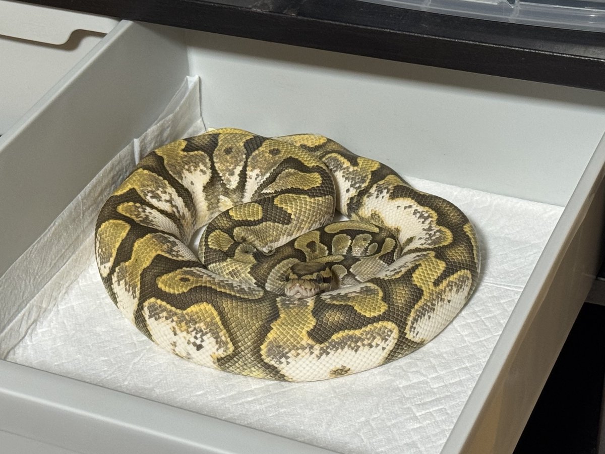NoMusicNoWutang's tweet image. 1番のお気に入り
Enchi Calico Ghost♂
#ballpython