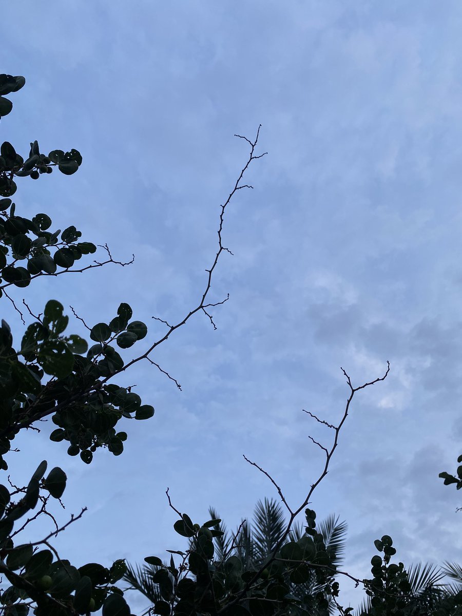 أ.﮼د.﮼محمد﮼حمد﮼السعيد (@malsaeed1) on Twitter photo 