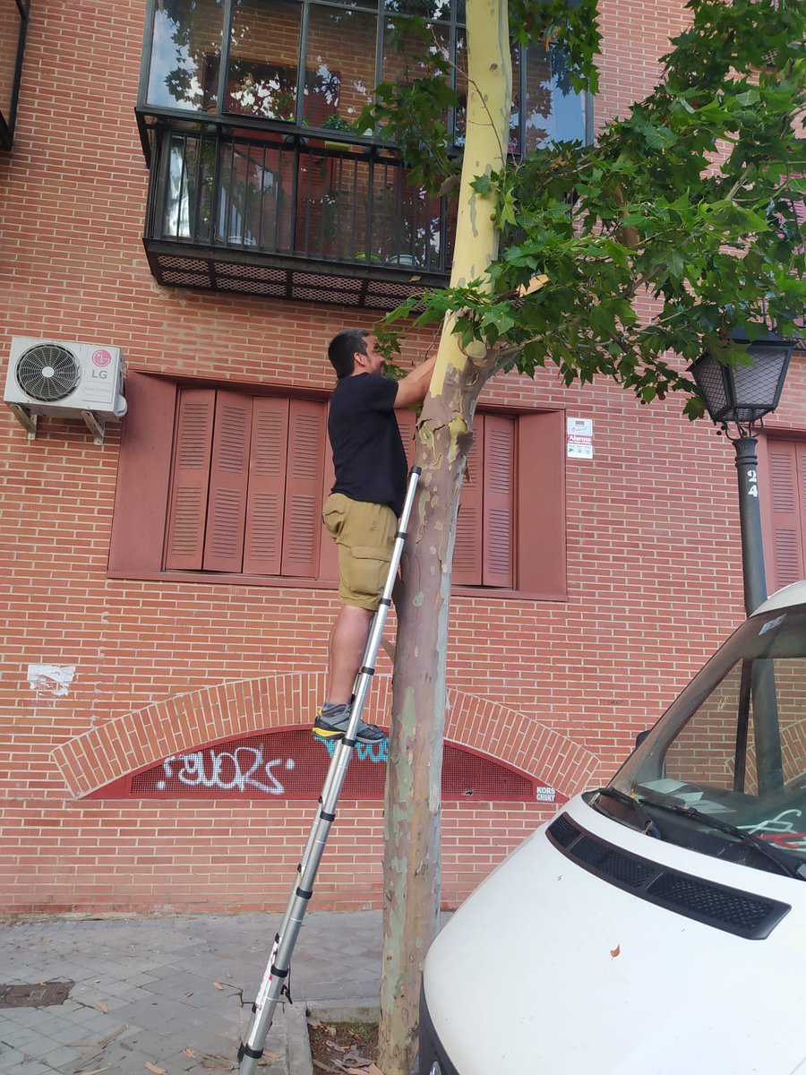 WMustinCarvalho's tweet image. Our new article in Urban Ecosys: I need my green space: minimum area of urban green spaces to maintain 🦇diversity and activity in a large 🇪🇺 metropolis 
#bats #urbanecology
Link: doi.org/10.1007/s11252…
@EcologiaUam 
@UAM_Madrid 
@CibcUam 
@unifapoficial 
@mcngranollers