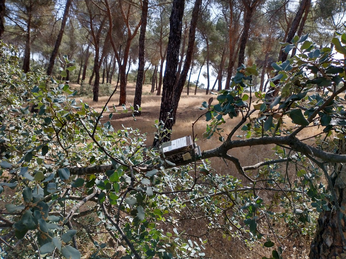 WMustinCarvalho's tweet image. Our new article in Urban Ecosys: I need my green space: minimum area of urban green spaces to maintain 🦇diversity and activity in a large 🇪🇺 metropolis 
#bats #urbanecology
Link: doi.org/10.1007/s11252…
@EcologiaUam 
@UAM_Madrid 
@CibcUam 
@unifapoficial 
@mcngranollers