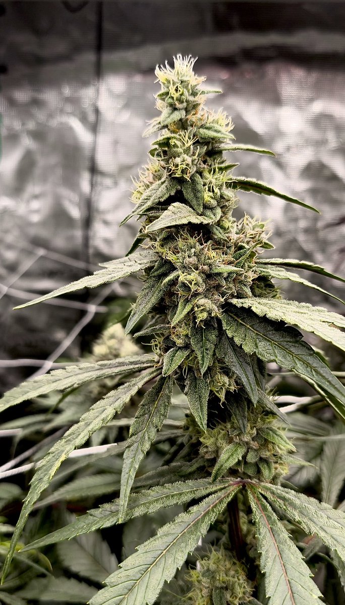 Cheesus Christ S1

Guava Mezcal x Guava Mezcal

Guava Mezcal: Sweets x Mentha de Croco 

Grown @artgrowworld 👌❤️