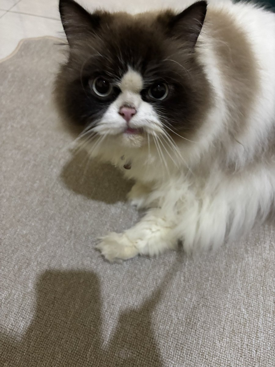 HAI AKU AKHIRNYA MELEK (gak tidur)